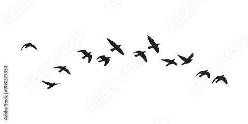 flock of birds on a white background.  flock of birds illustration