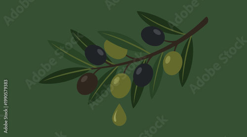 Olive branch with green and black olives.