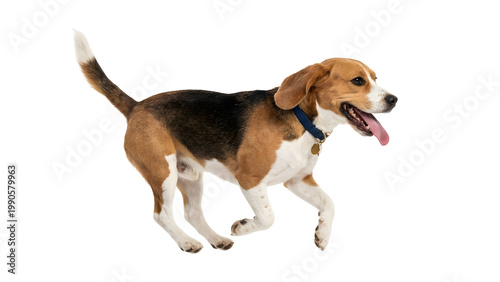 Beagle dog running isolated on transparent background
