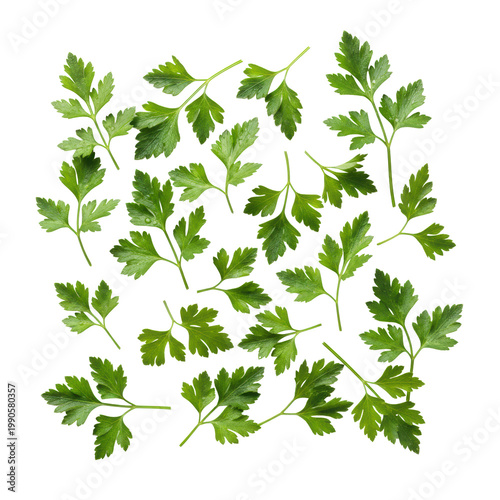 Fresh parsley leaves and sprigs with vibrant emerald and lime green tones arranged neatly on a transparent surface, minimalist culinary composition atmosphere