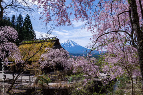 春の村から撮影した富士山と桜