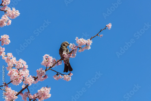 青空と桜の枝に止まったヒヨドリ