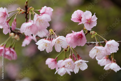 桜の花