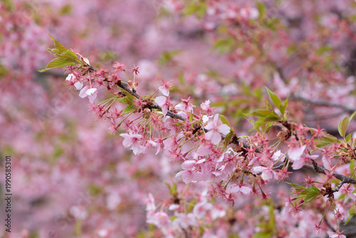 散りかけの河津桜の花
