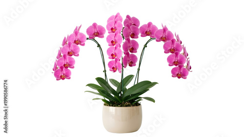 Pink orchid plant in a white pot isolated on transparent background