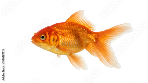 Vibrant orange goldfish isolated on transparent background swimming