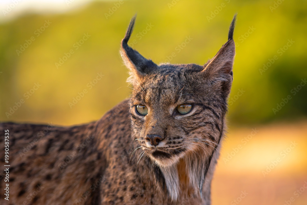 Fototapeta premium Iberian Lynx watching in Castilla La Mancha, Spain.
