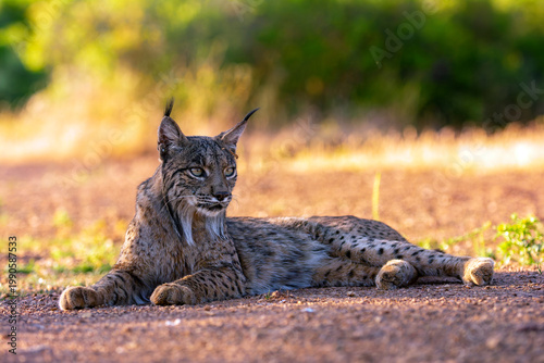 Iberian Lynx watching in Castilla La Mancha, Spain.