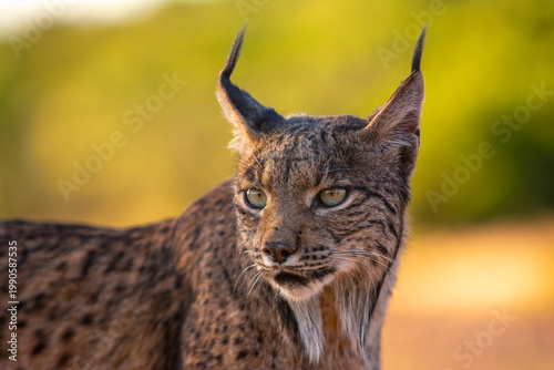 Iberian Lynx watching in Castilla La Mancha, Spain.
