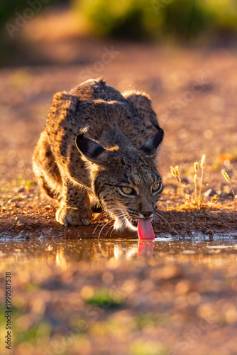 Iberian Lynx drinking water in Castilla La Mancha, Spain.