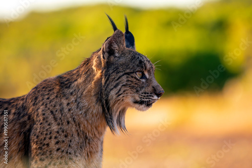 Iberian Lynx watching in Castilla La Mancha, Spain.