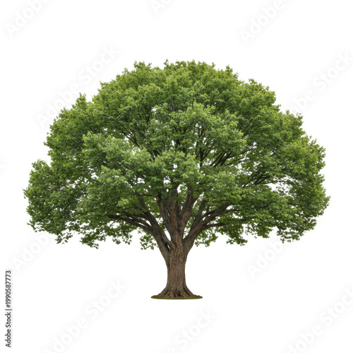 Majestic mature maple tree with thick bark and a wide green canopy on a transparent background, botanical portrait emphasizing natural grandeur and structural beauty