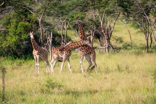 Canvas Print Giraffes interacting in the African savanna during safari