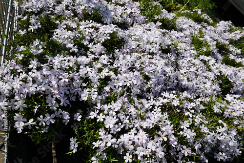 Creeping phlox forms a dense purple carpet along the fence, adding vibrant spring color and rich texture to the garden. Focused on the center of the frame.
