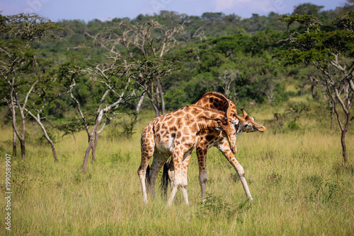 Photography Two giraffes fighting or necking in the wild savanna