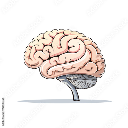 Detailed anatomical illustration of a human brain showing cerebral cortex cerebellum and brainstem