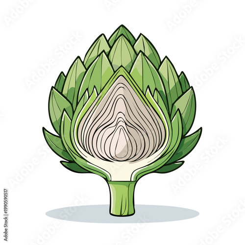 Artichoke botanical illustration cross section fresh green vegetable healthy food ingredient organic cuisine