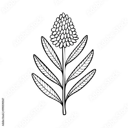 Botanical illustration of a single flowering plant with a detailed bud and textured leaves