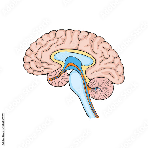 Sagittal cross-section diagram of the human brain highlighting cerebral cortex and internal structures