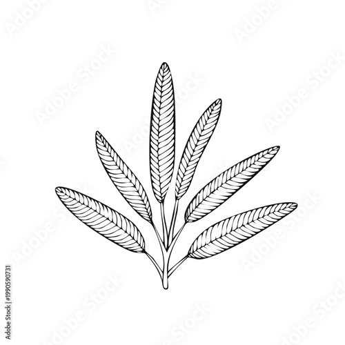 Delicate botanical illustration of a sprig of leaves in a minimalist hand drawn style