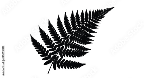 Elegant fern frond detailed in a striking black silhouette