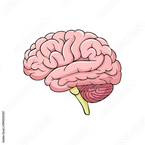 Detailed human brain anatomy illustration with cerebellum and brainstem in pink and yellow tones