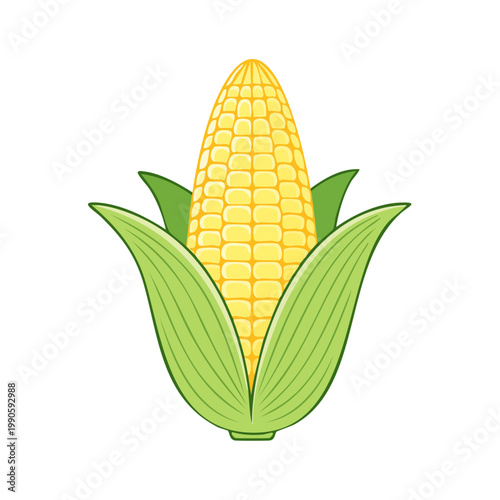 Fresh Corn on the Cob with Green Husks and Yellow Kernels