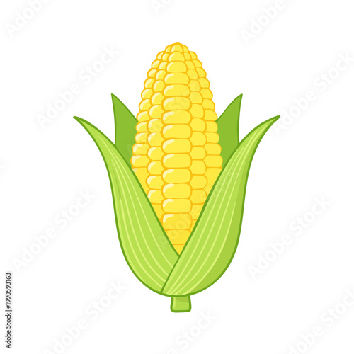 Fresh Corn on the Cob with Green Husks and Silk