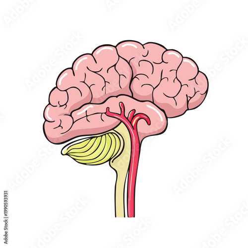 Detailed illustration of a human brain and cerebellum showing major arteries and blood vessels in a sagittal view