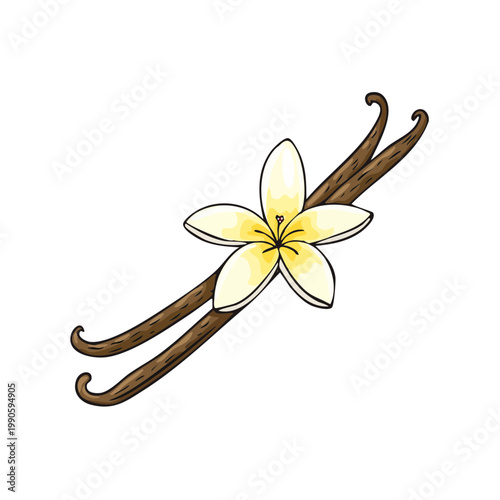 Vanilla Pods and Flower Illustration Botanical Sketch Organic Flavor Ingredient Tropical Plant