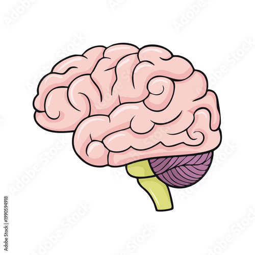 Stylized illustration of the human brain with intricate convolutions and distinct lobes of cerebellum and brainstem