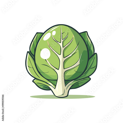 Fresh Green Cabbage Vegetable Illustration Healthy Food Ingredient Natural Organic Produce