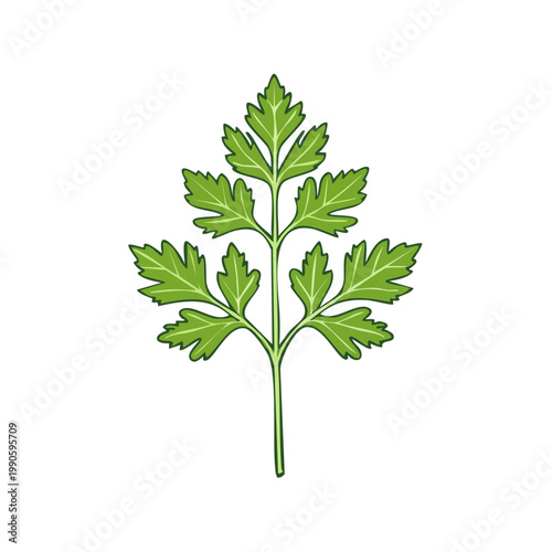 Fresh green parsley leaf with detailed veins, isolated on white background
