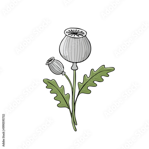 Delicate line drawing of two grey poppy seed pods with green leaves and stems