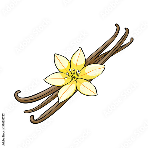Vanilla Bean Pods with Delicate Flower Illustration Aroma Flavoring Ingredient