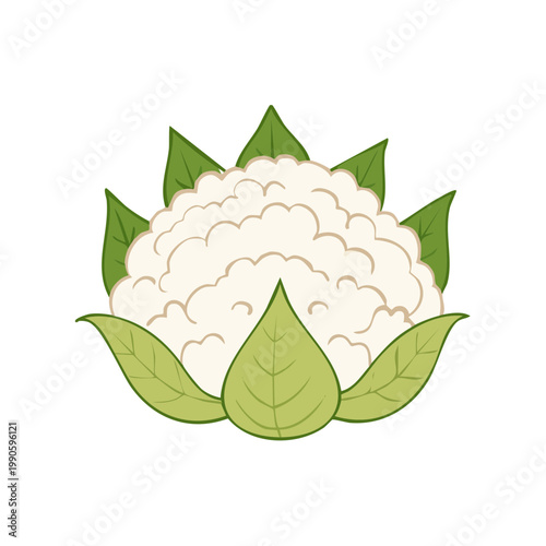 White Cauliflower Vegetable with Green Leaves Illustration Simple Healthy Food Icon