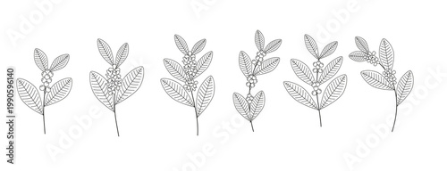 Botanical Illustration of Yerba Mate Leaves and Berries Line Art
