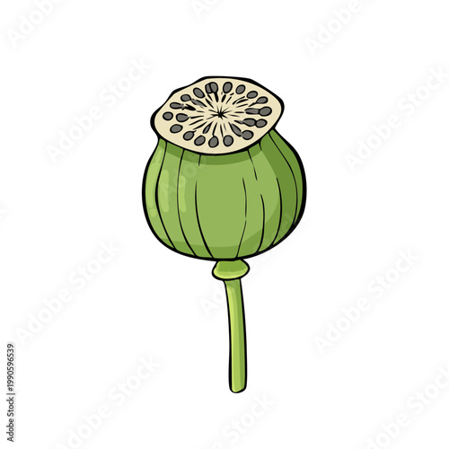 Green poppy seed pod illustration with internal seeds and stem