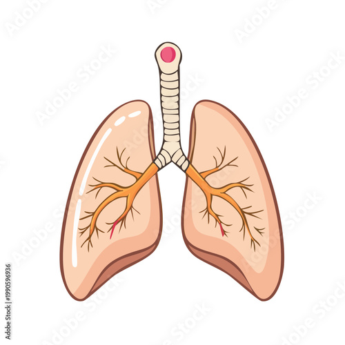 Cartoon illustration of human lungs and trachea showing the bronchial tree and bronchioles