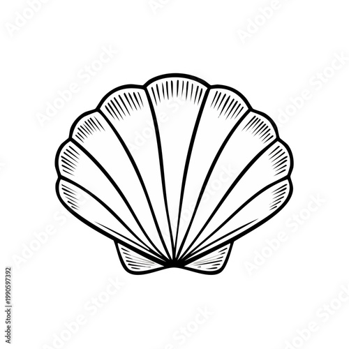 Stylized Scallop Shell Illustration with Detailed Ribbing and Outline