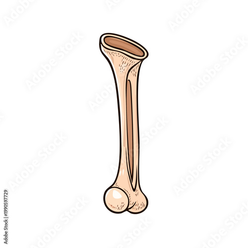 Human long bone anatomy illustration, detailed bone structure, medical education graphic
