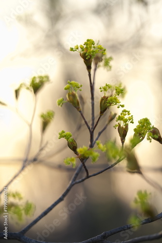 夕日に照らされたイタヤカエデの花