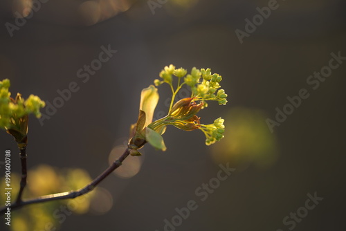 夕日に照らされたイタヤカエデの花