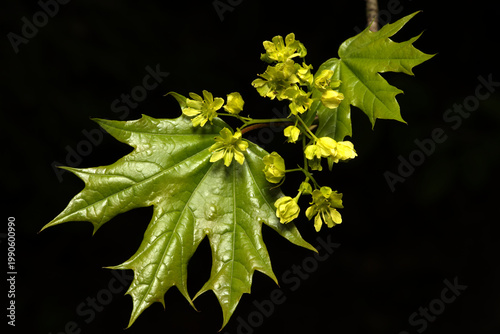 blühender Spitzahorn (Acer platanoides)