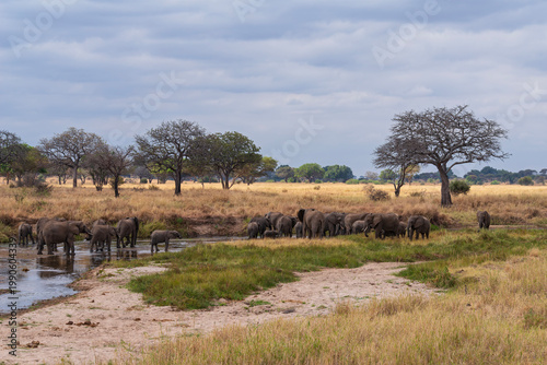 herd of elephants or loxodonta africana gathering around waterhole in tarangire national park tanzania 