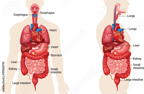 Human internal organs diagram in male and female body, detailed anatomy illustration showing digestive and respiratory systems for education