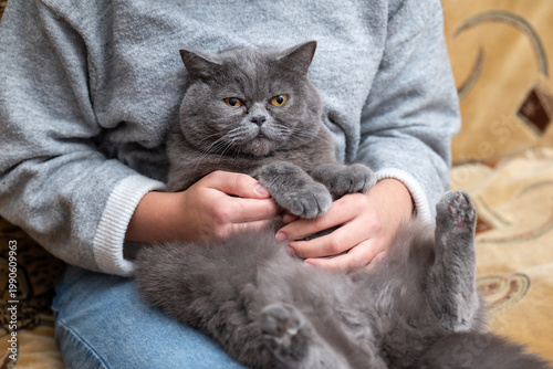 Schilderij op canvas Grumpy grey British cat lying in owner's hands