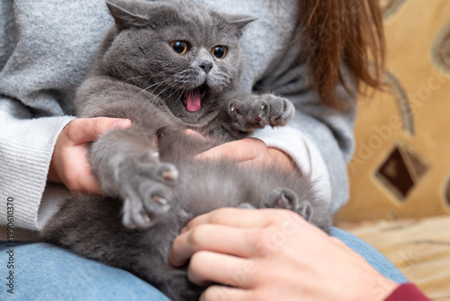 Angry grey British cat hissing and trying to scratch hands which pet it. A domestic pet showing aggression and defensive instinct with an open mouth, embodying stress and animal character