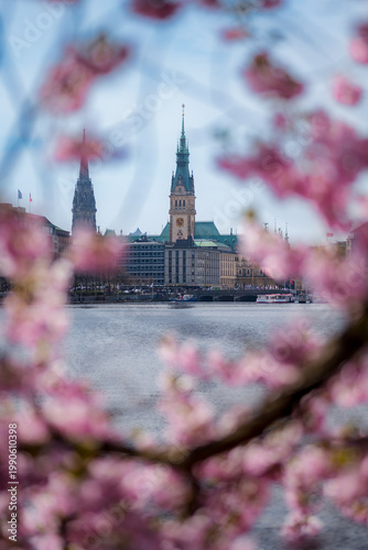 Frühling in Hamburg: Kirschblüten an der Binnenalster mit Blick auf das Rathaus