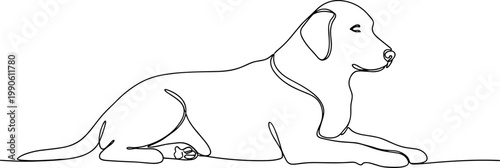 Labrador Retriever Dog Lying Down.